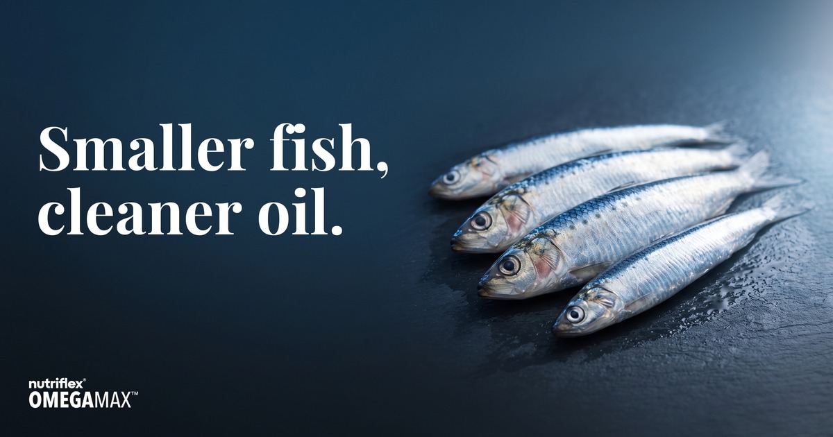 Fresh sardines and anchovies. Why small fish make a cleaner omega-3 oil than salmon oil