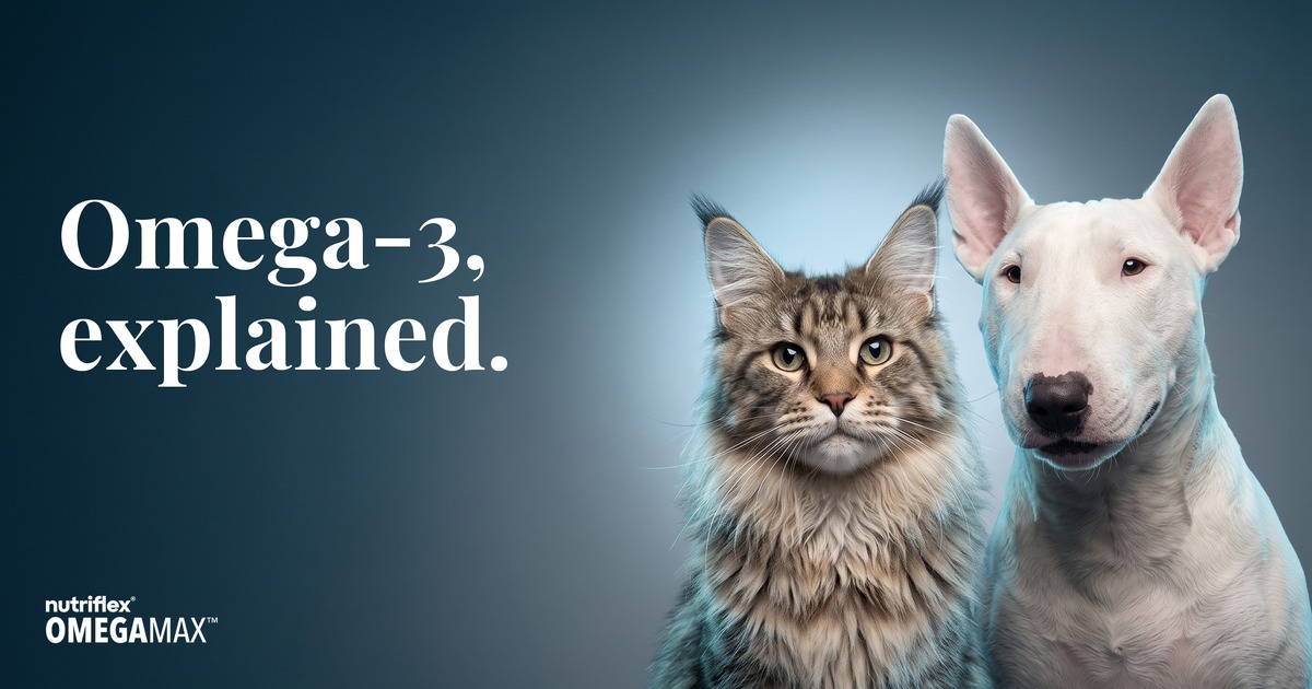 Maine Coon cat and Bull Terrier together. OmegaMax omega-3 guides for dogs and cats