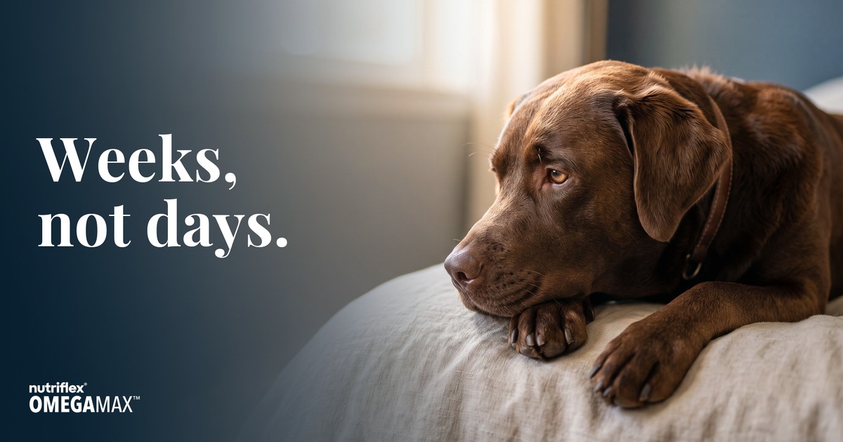 Calm chocolate Labrador resting, illustrating how long omega-3 fish oil takes to work in dogs