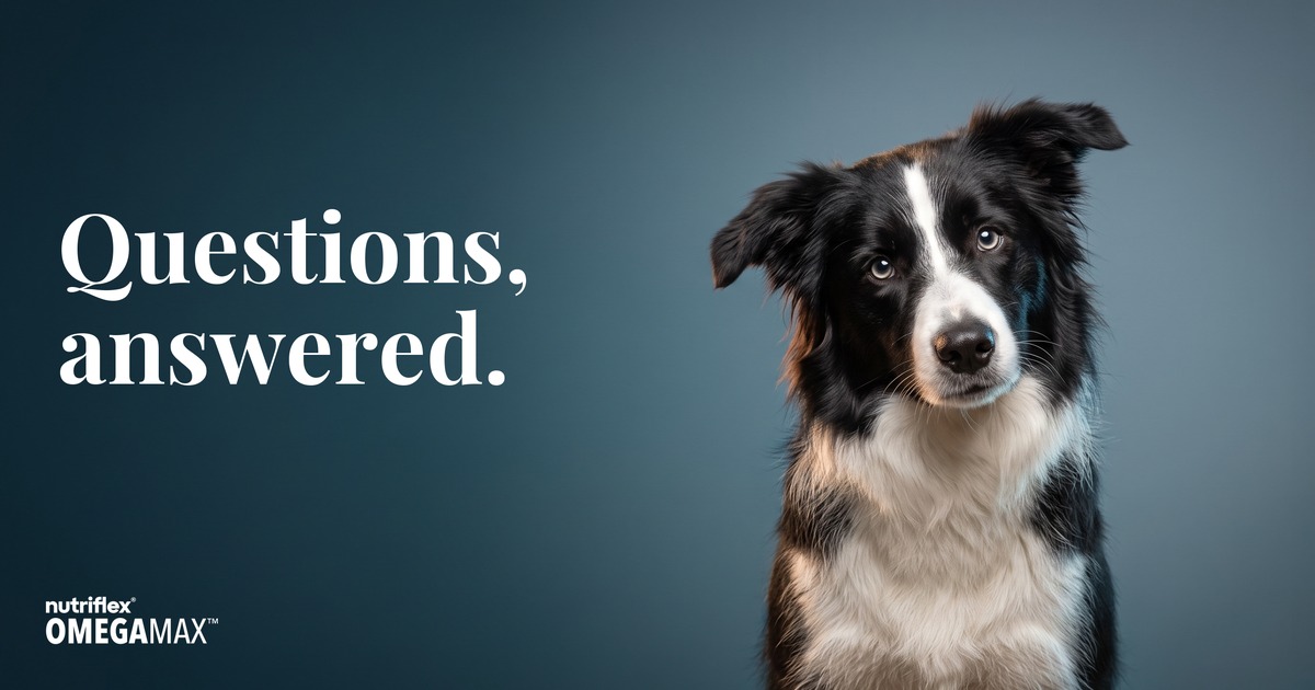 Curious Border Collie with a head tilt, frequently asked questions about omega-3 for dogs and cats