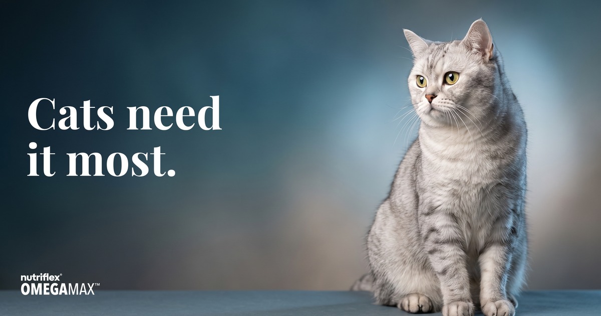 Sleek silver tabby cat, showing why cats need preformed marine omega-3 EPA and DHA most