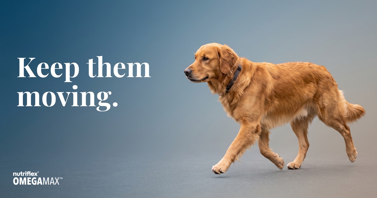 Golden Retriever trotting freely, showing omega-3 for dog joints and mobility