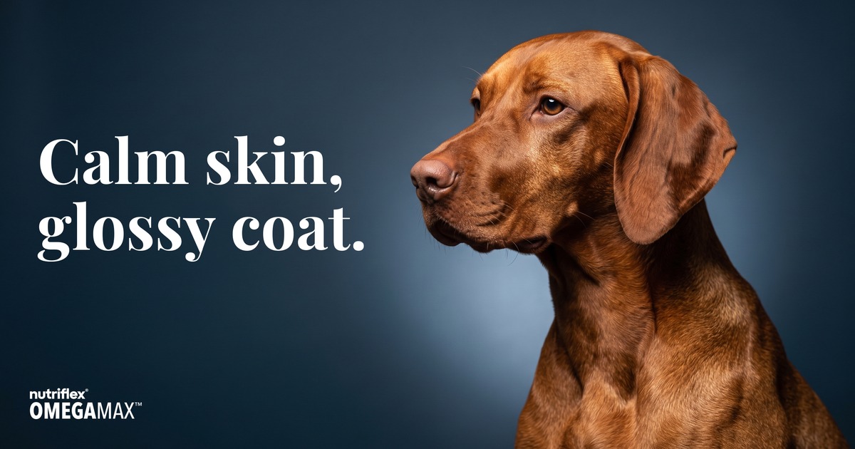 Glossy-coated Vizsla. Omega-3 for dog skin and coat, calming itching and restoring shine