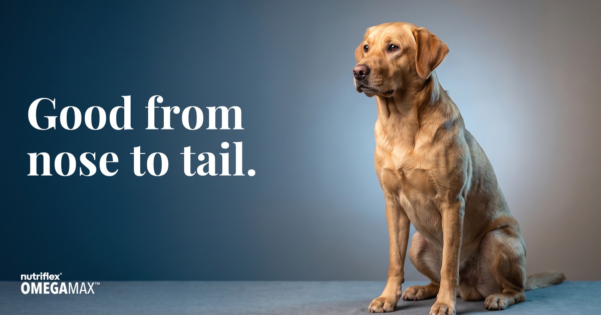 Healthy golden Labrador with a glossy coat, showing the whole-body benefits of omega-3 for dogs