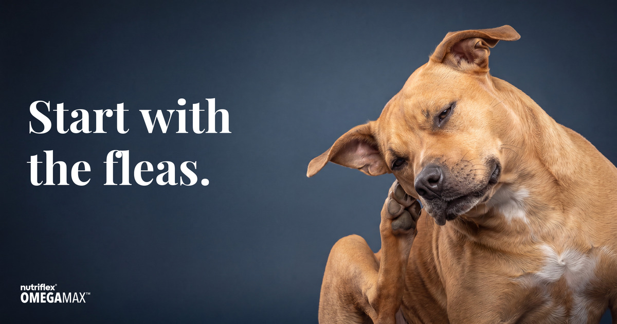 A fawn Staffordshire-type dog tilting its head and scratching behind its ear with a hind paw, against a deep navy studio background.